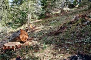 NPCG: Sječa u NP Durmitor urađena po planu gazdovanja šumama u...