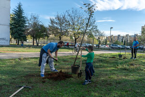 KOD posadio 107 stabala u Podgorici, gradonačelnik još ćuti