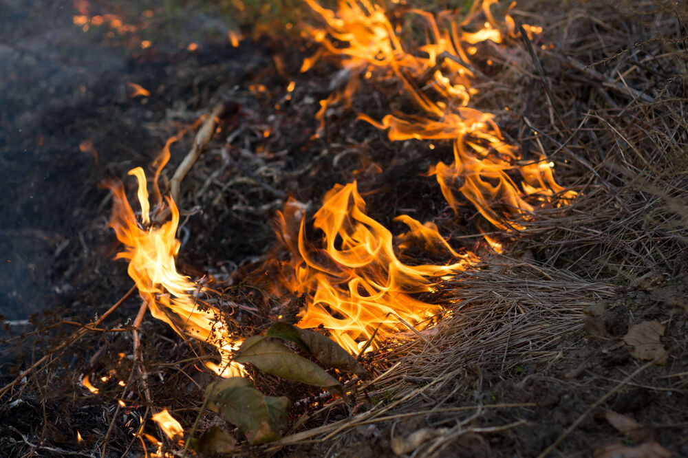 Vatra, požar, trava, Foto: Shutterstock