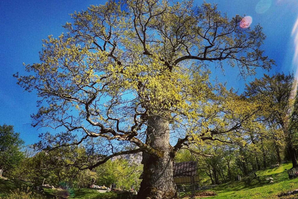 hrast, Gornja Morača, Foto: Privatna arhiva