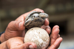Lopovi ukrali 123 mladunčeta kornjača sa Galapagosa