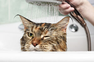 Zbog čega mačke ne vole vodu?
