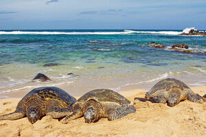 Više od 120 mrtvih kornjača na meksičkim plažama