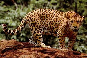 Jaguar pobjegao iz kaveza, pa napravio krvavi pir među životinjama...