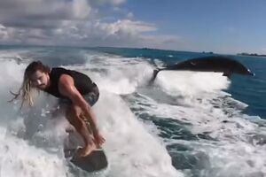 Čarobni momenti: Pogledajte surfovanje u društvu delfina