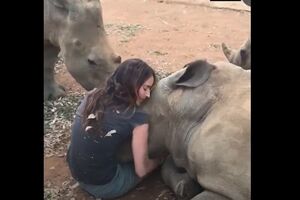 Velike maze: I nosorozima je potrebna nježnost