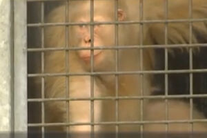 VIDEO PRIČA: Jedini albino orangutan se vraća u džunglu