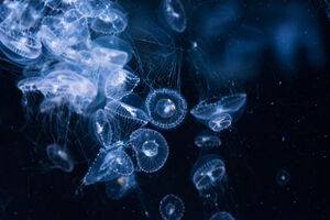 Na hiljade ljudi opečeno u najezdi meduza u Australiji
