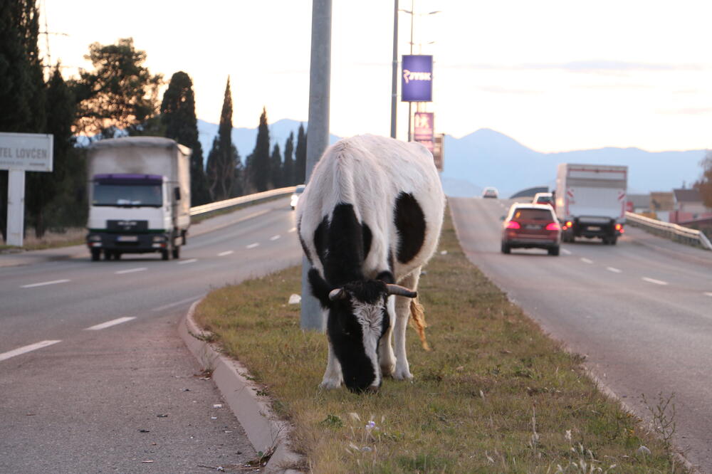 Krava na putu iz Podgorice prema aerodromu Golubovci, Foto: Saša Marković