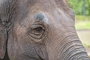 U Bocvani ubijeno skoro 90 slonova