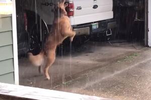 Neki psi plešu na kiši, drugi se samo skvase