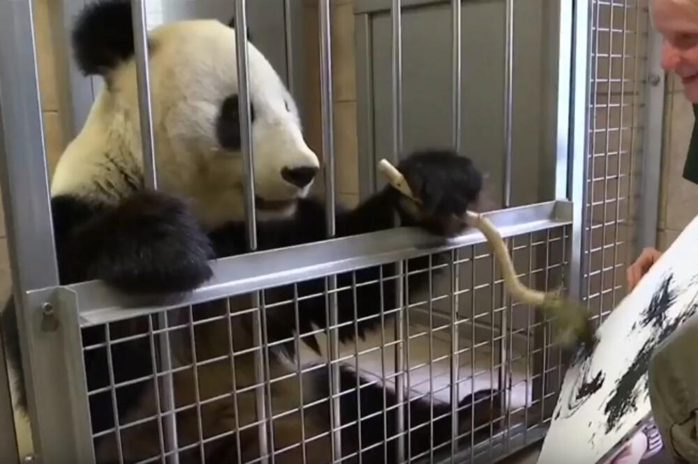 Jang Jang, panda slika, Foto: Screenshot (Youtube)