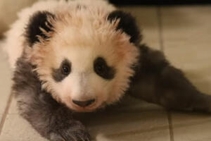 Prva beba panda u Francuskoj proslavila rođendan