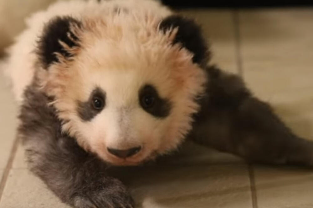 panda, Foto: Screenshot (Youtube)