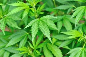 Prvi lijek na bazi marihuane zvanično dobio dozvolu