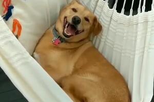 Pas i ljuljaška: Je li ovo najsrećniji video ikada?