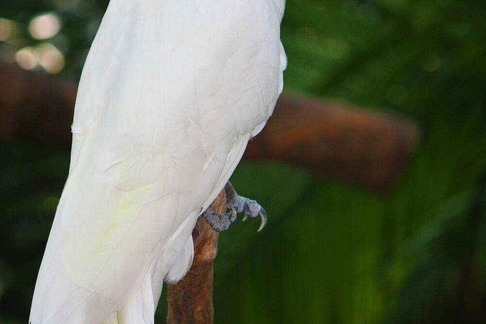 Australijski kakadu, Foto: Wikipedia