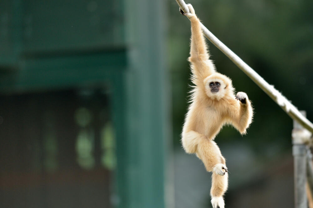 Gibon majmun, Foto: Shutterstock