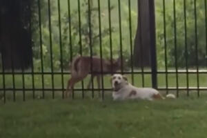 Čarli spasilac: Pas nije htio napustiti lane zaglavljeno u ogradi