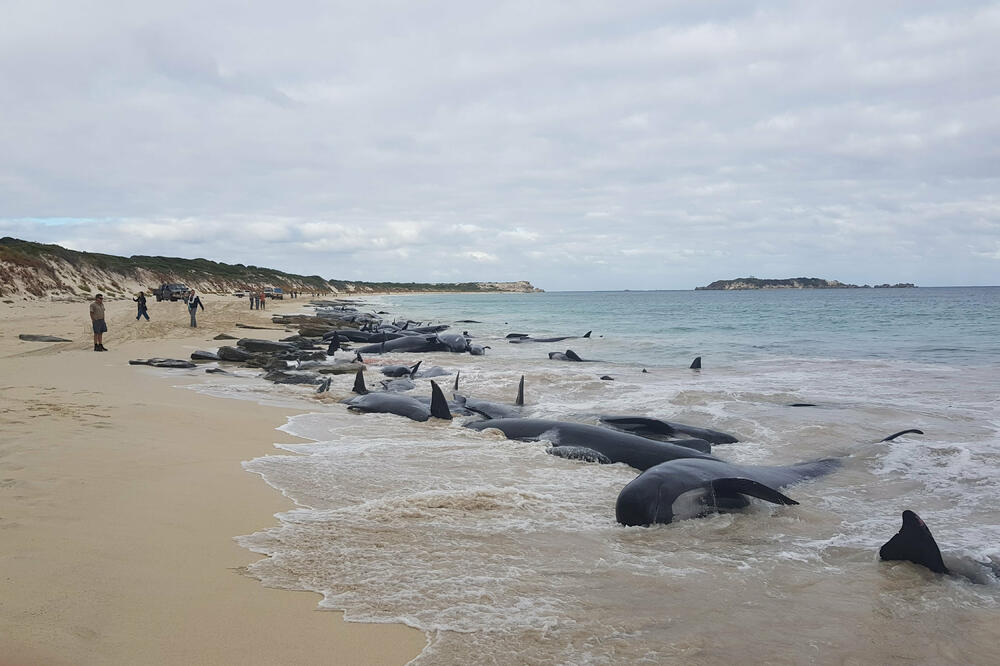 nasukani kitovi australija, Foto: Reuters