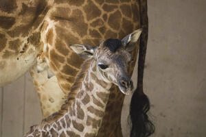Žirafa u Zoo vrtu u Santa Barbari donijela na svijet mladunče dugo...