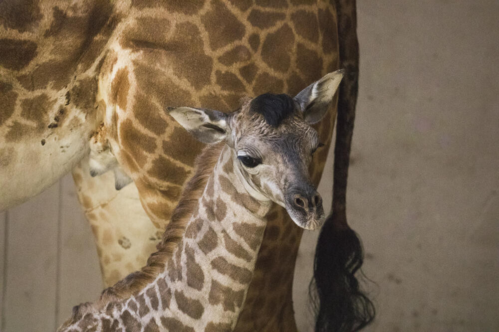 Žirafe, Foto: Beta-AP