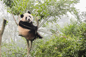 Krzneni raj: Kina gradi rezervat za pande na dva miliona hektara