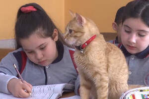 Mačka postala redovna "učenica" osnovne škole