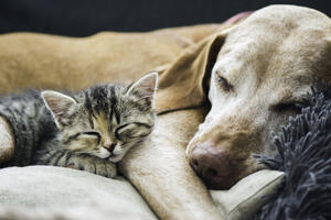 Psi i mačke poboljšavaju mentalno stanje vlasnika