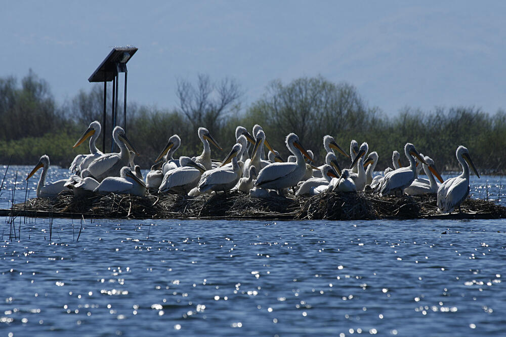 pelikani Skadarsko jezero, Foto: NP Skadarsko jezero