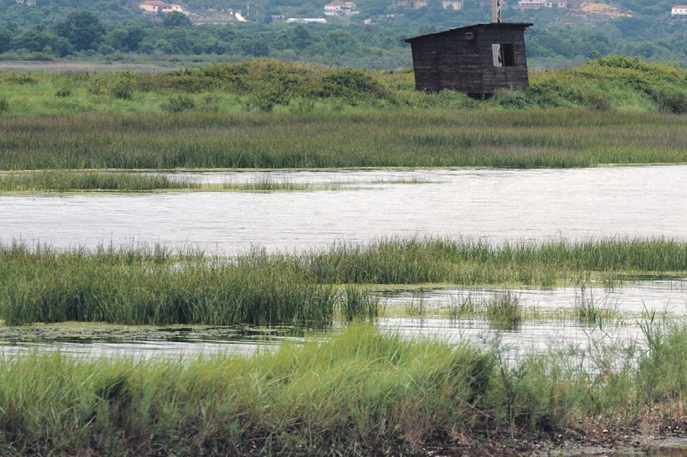 Solana, Foto: Savo Prelević