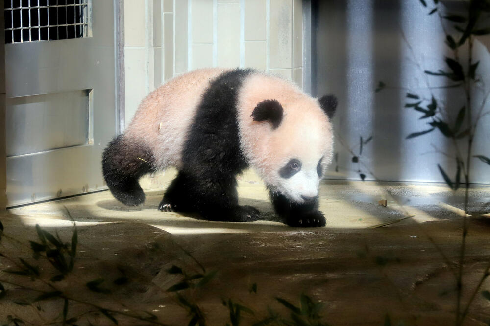 Panda, Foto: Reuters