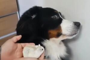Urnebesna reakcija psa na novog ljubimca u kući