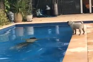 Kako pas "spašava" vlasnika od davljenja u bazenu