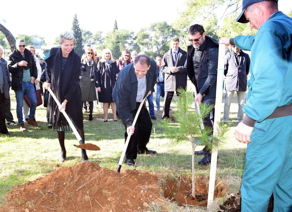 Zlatička šuma, Slavoljub Stijepović