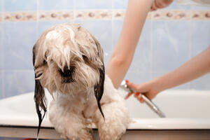 Ovo su najčešće greške prilikom kupanja pasa