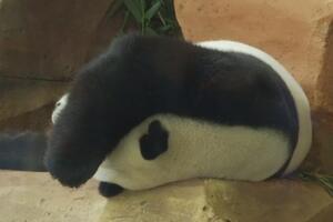 Panda zaspala tokom predstavljanja, ali se razbudila da bi...