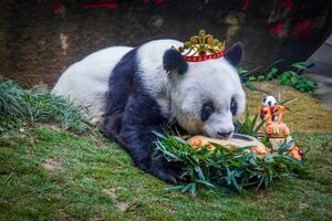 Najstarija panda na svijetu umrla u 37. godini