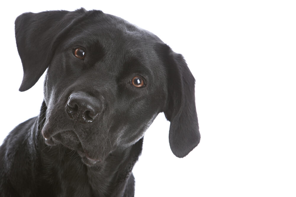 labrador, Foto: Shutterstock