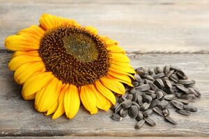 Brojna zdrava svojstva sjemenki suncokreta