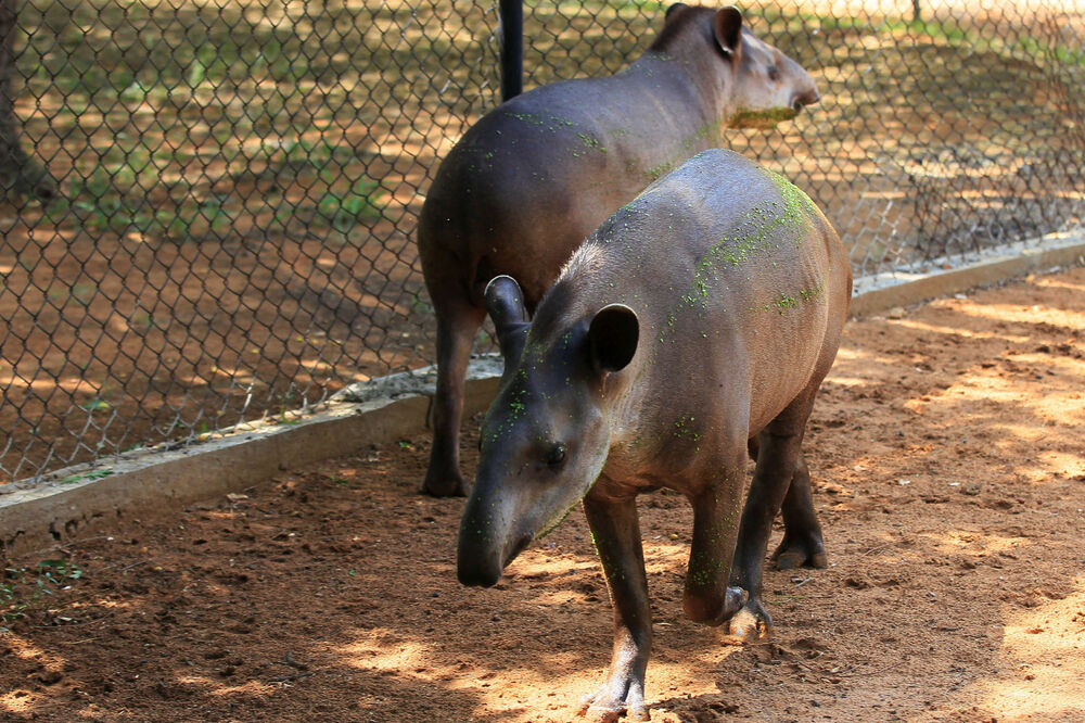 Tapir, Foto: Reuters