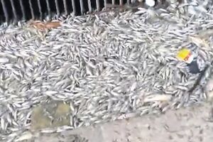 NVO optužuju EPCG za pomor: Riba strada čekajući baraž
