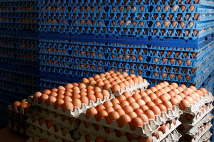 Zaražena jaja pronađena i u Španiji, osamnaest zemalja pogođeno