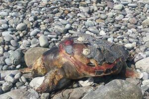 Uginula morska kornjača na plaži u Buljarici: Ubijena ili je more...