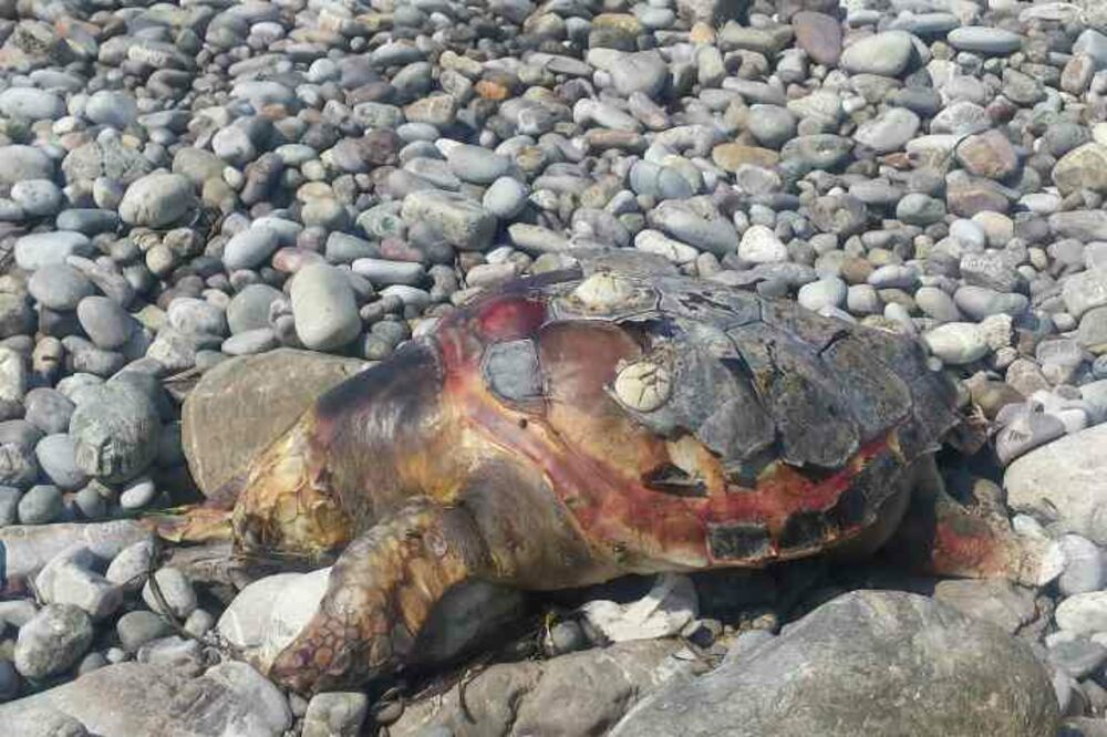 morska kornjača, Buljarica, Foto: Čitalac "Vijesti"