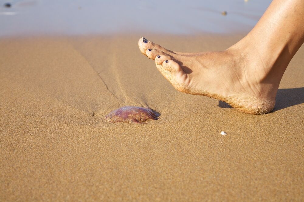 meduza, noga, Foto: Shutterstock