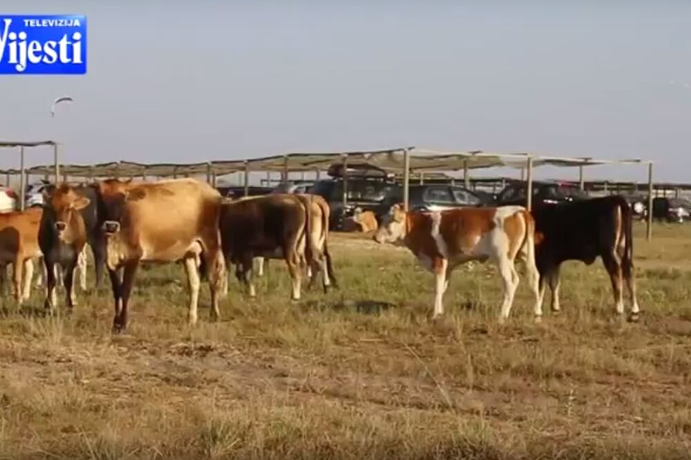 krave Štoj, krave Ulcinj, Foto: TV Vijesti (Screenshot)