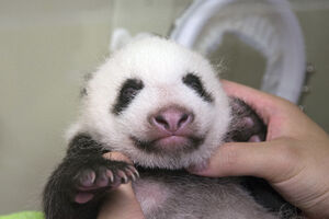Tokio traži ime za novorođeno mladunče pande