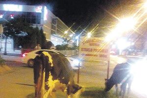 Podgorica: Krave ometaju vozila na bulevaru