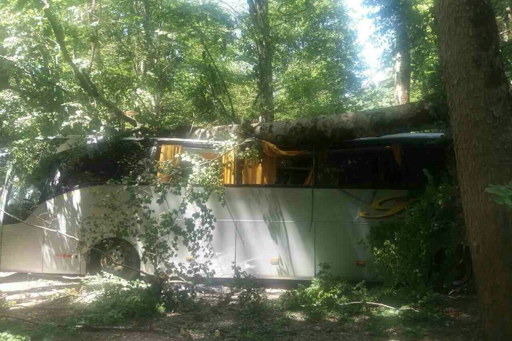 NP Biogradska gora autobus drvo, Foto: Privatna arhiva